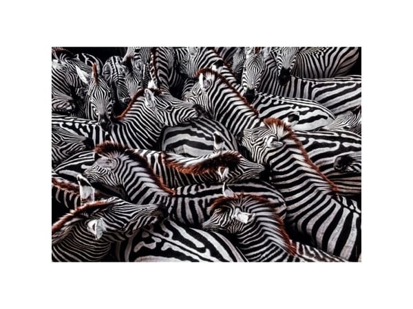 Clementoni Zebra, 1000 stykker, Dyr, 18 år