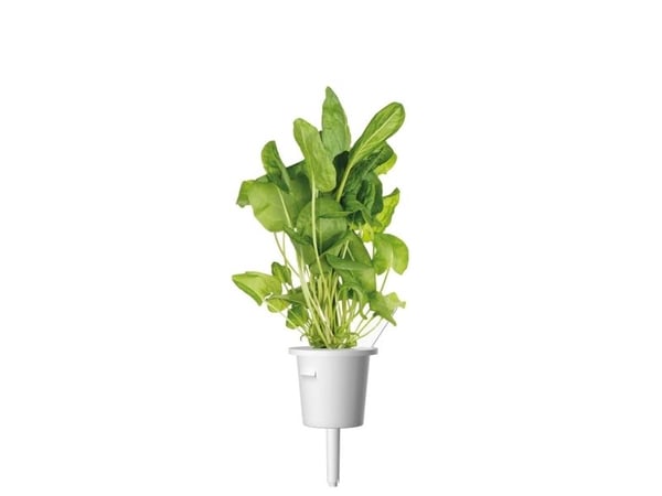 Click & Grow SGR55x3, Syötävä kasvi, Täyttöpakkaus, Kasvaa nopeasti (3–5 viikkoa), 7 - 14 päivää, 2 kuukautta, 18 - 24 °C