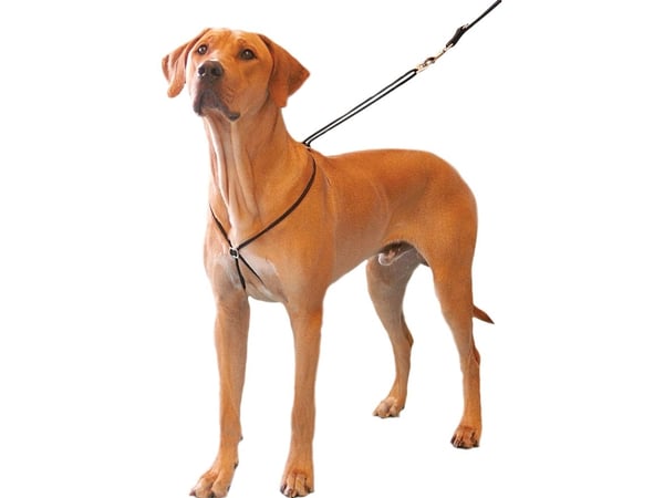 Coachi Puppy Training Line Navy 2.5m