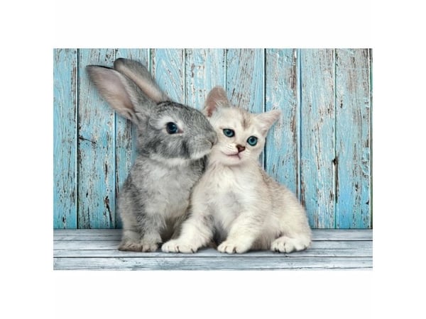 Clementoni High Quality Collection Cat & Bunny, 500 stykker, Dyr, 18 år
