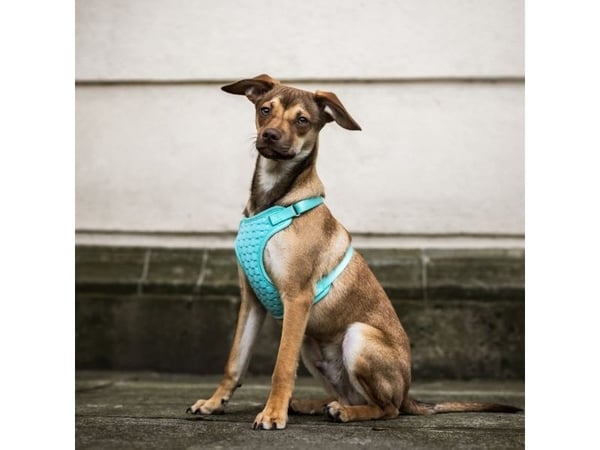 DINGO Anti-paine - hundesele - 49-69 cm
