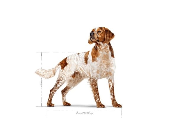 ROYAL CANIN SHN Medium Adult - tørfoder til hunde - 15kg