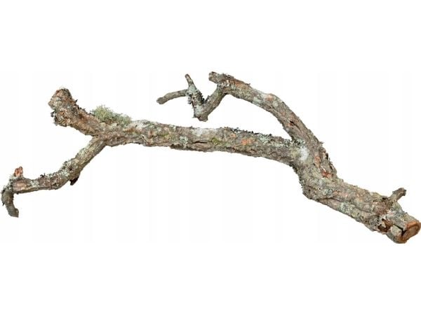 Korkeik gren, 60 cm, XL