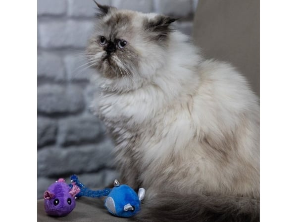 Dingo leketøykatt mus Tota&Upek 2 stk.