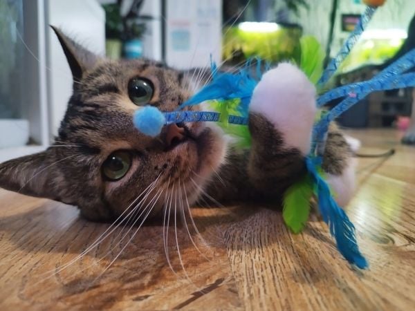 Dingo DINGO DINGO FOXI CAT SQUIRREL MUSTA-VIHREÄ