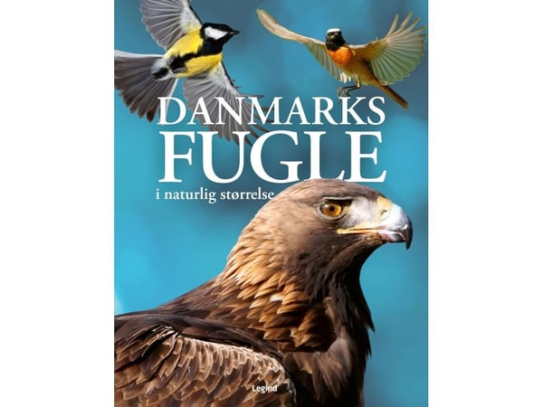 Danmarks fugler i naturlig størrelse | Nancy J. Hajeski | Språk: Dansk