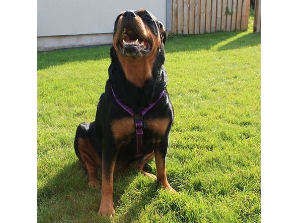 DOGMAN H-sele Iris lila 20mm