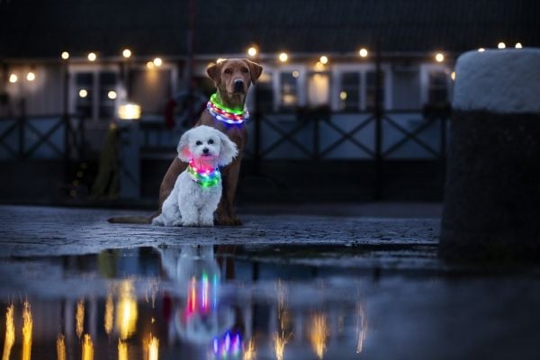 Dogman Blinkende LED-halsbånd blått 20-65 cm