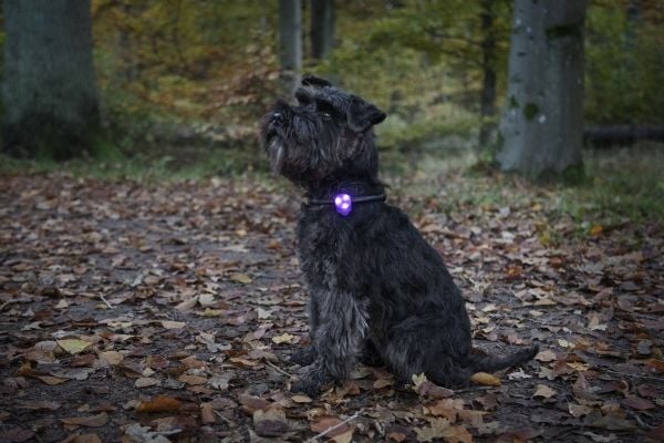 Dogman Blinklampa Basic Led Rosa 8cm