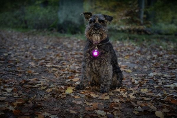Dogman Blinklampa Burger Led Rosa 3cm
