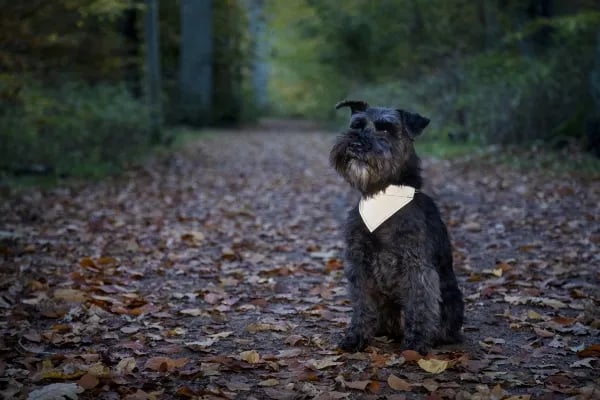 DOGMAN Reflekterende skjerf Roffe sort10mm