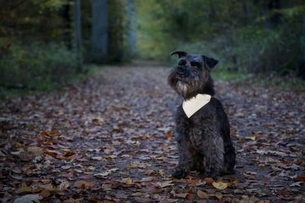 DOGMAN Reflekterende skjerf Roffe sort25mm