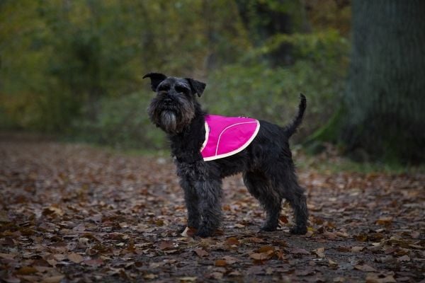 DOGMAN Ref liivi Rex vaaleanpunainen XXL