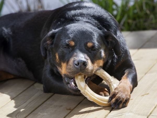 DOGMAN Tyggering presset, 15 cm