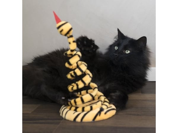 DOGMAN Play Spiral Tiger 28cm