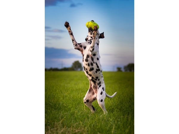 Kong Leksak Airdog Football Gul L 16cm