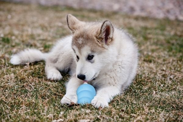 Kong Leksak Puppy Mix L 10cm