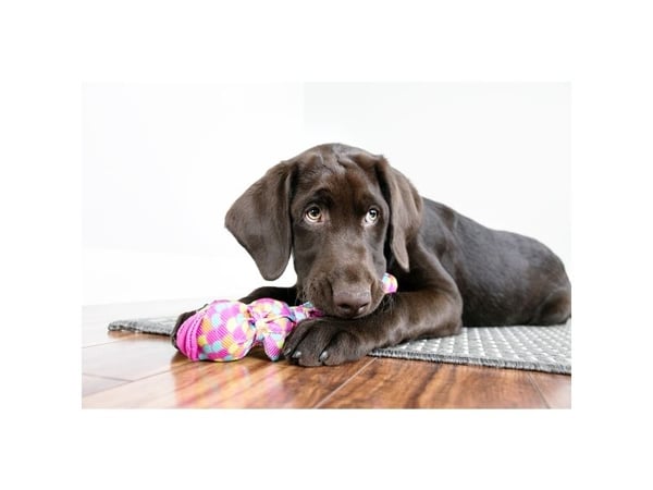 KONG Kong Wubba Finz Rosa Liten 27cm