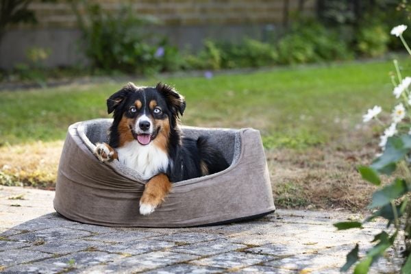 DOGMAN Seng med høy kant Sherpa Brun S 50cm