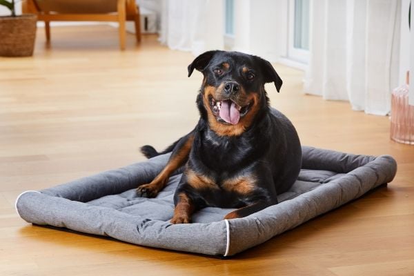Dogman Buddy Hunddyna Med Kant Grå S 59cm