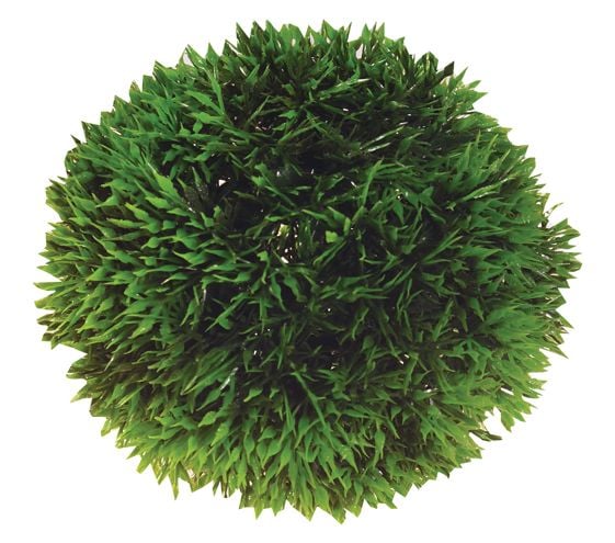 HOBBY Planteball 9cm 9cm HOBBY Planteball 9cm 9cm