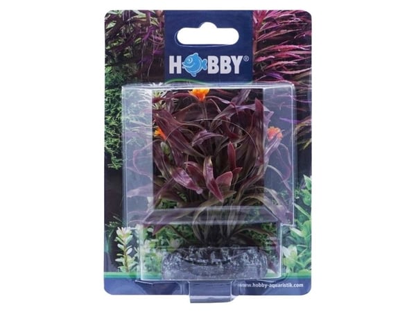 Hobby Dekorväxt Nesaea 7cm 7cm