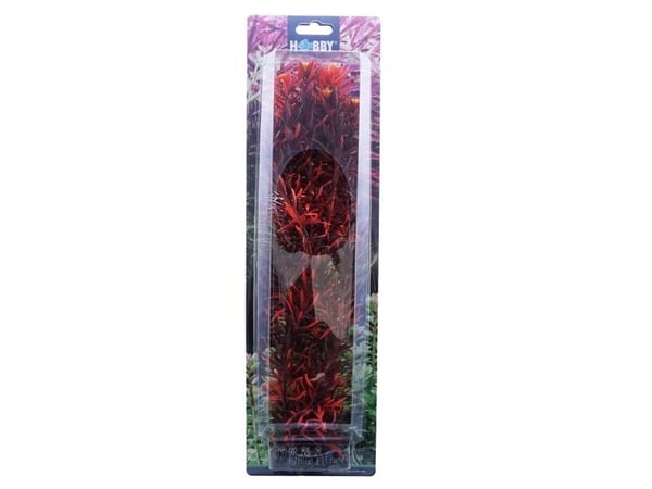 Dohse Eusteralis, 20 cm