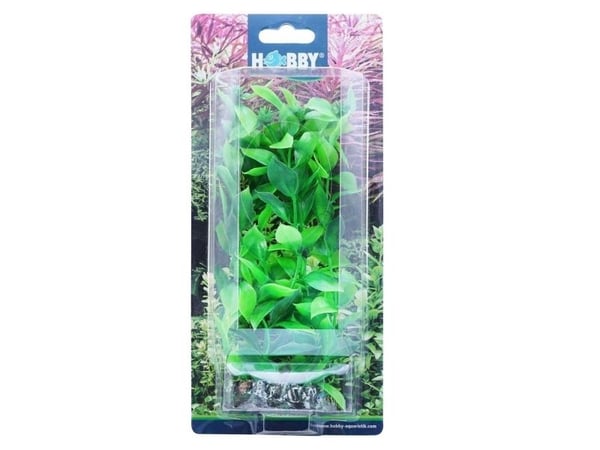 Hobby Dekorväxt Hygrophila 20cm 20cm