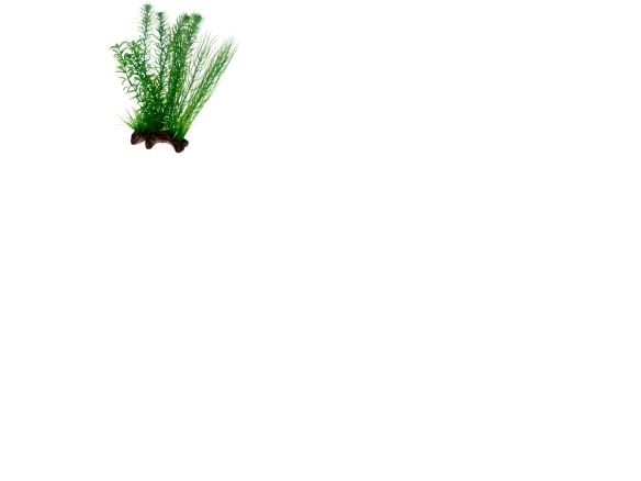 HOBBY Flora Root 2 L 30cm 30cm 30cm