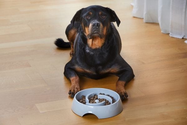 DOGMAN Matskål Alva Slow feed L grå