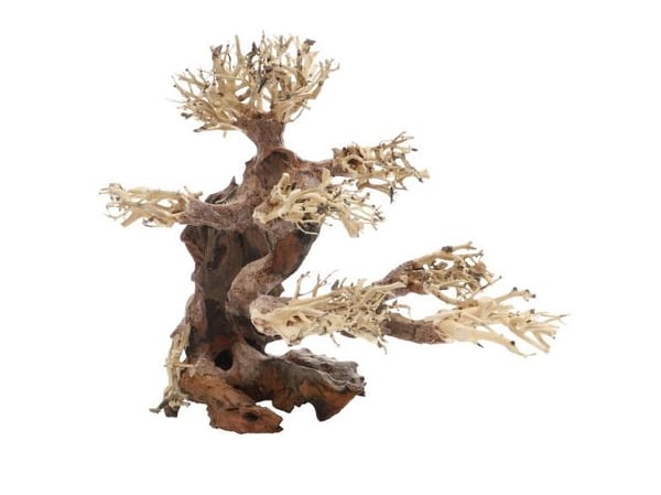 Dupla Bonsai M