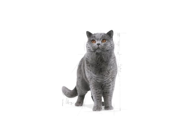 Royal Canin British Shorthair 10kg