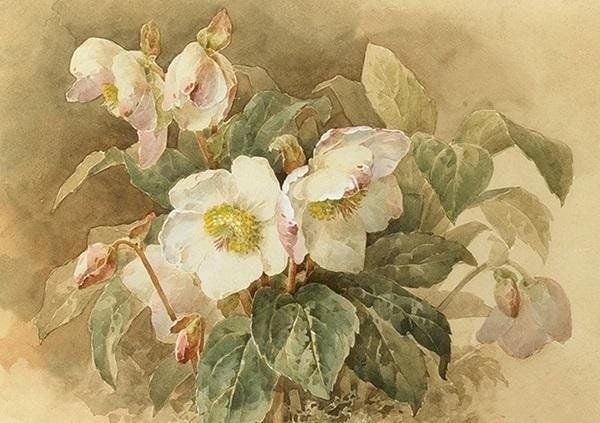 Skona Ting Card ST424 B6 + hvit hellebore konvolutt