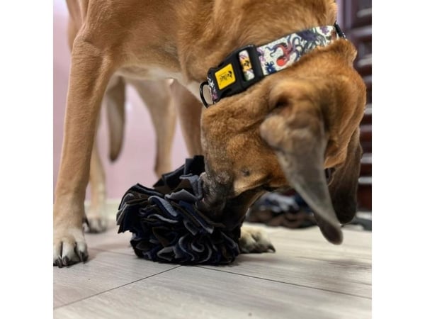 Dingo Dingo koiran haistelija pallo 18cm