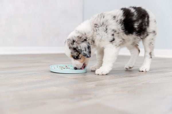 Trixie Junior slikkeplade til snacks, ø 15 cm