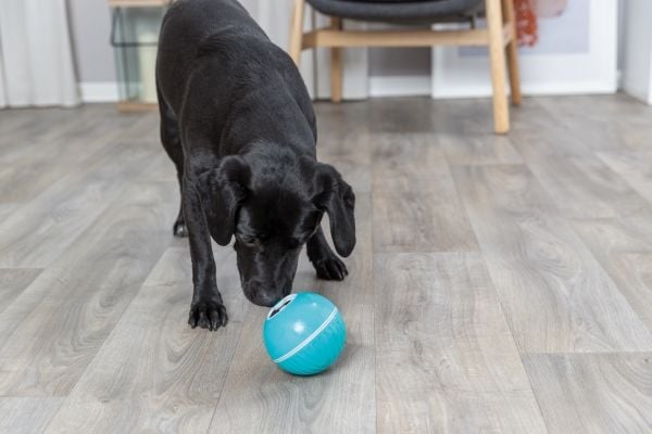 Trixie Snack ball, plastic, ø 14 cm, blue