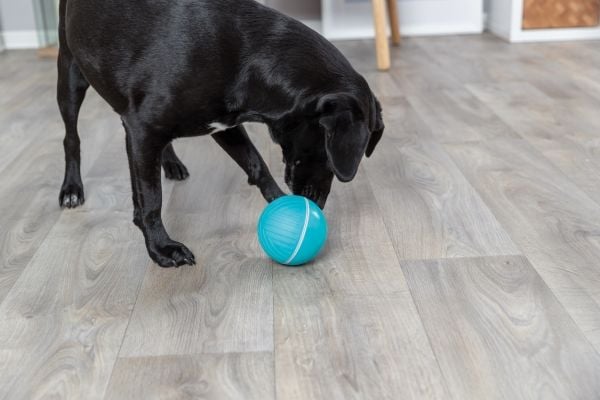 Trixie Snack ball, plastic, ø 14 cm, blue