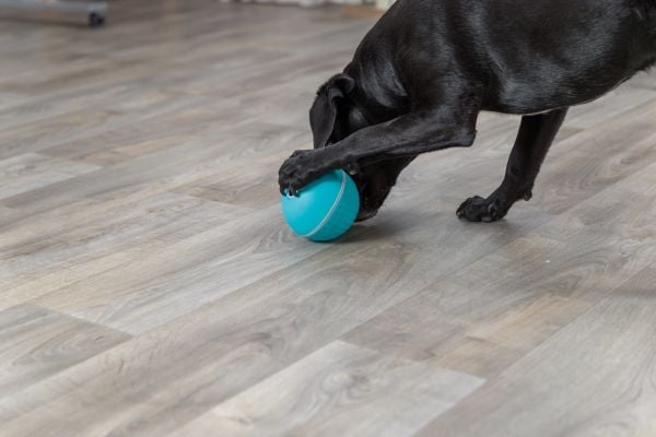 Trixie Snack ball, plastic, ø 14 cm, blue