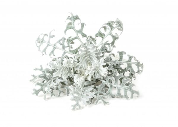 Click & Grow siemenet smart pottiin - Dusty Miller, 3 kpl.