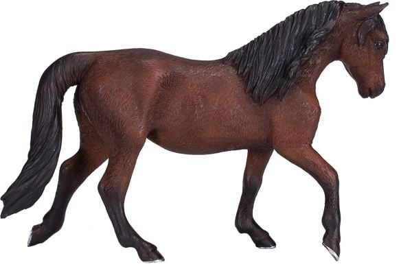Mojo Morgan hingst, Brun