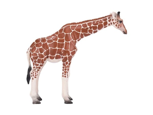 Mojo giraff hona