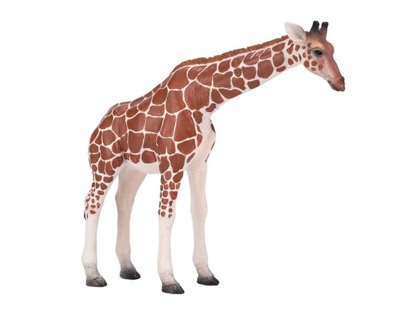 Mojo giraff hona