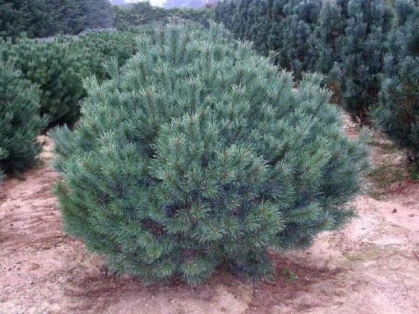 Juledekorasjon CHRISTMAS_TO GARLAND ARTIFICIAL FIR SNOWY HJG65 180 cm