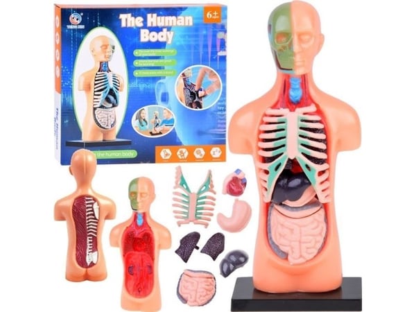 Jokomisiada pedagogiskt set anatomisk modell människokropp + organ 11 delar ZA5200