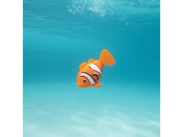 Rainbow Reef Fish - Clown Fish