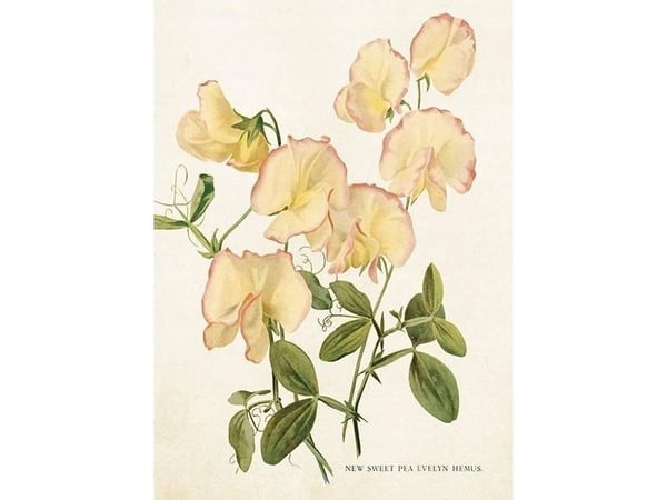 Skona Ting gratulationskort ST448 B6 + kuvert (blommor med ärtor)