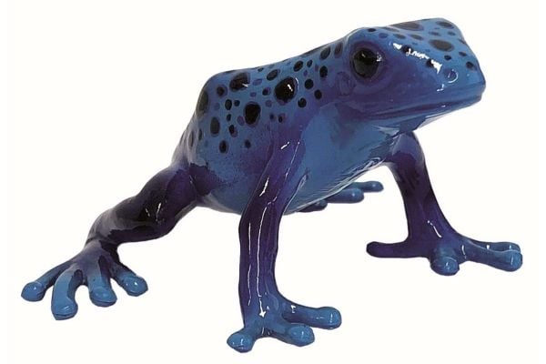 Pilgiftfrosk Azureus 6,1x2x504cm