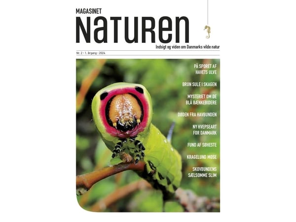 Naturen magasin nr. 2 - 2024 | Morten Top og Klavs Holm | Språk: Dansk