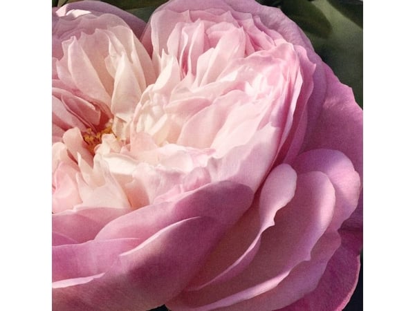 CHLOE ROSE NATURAL EAU DE PARFUM RECARGA 150ML