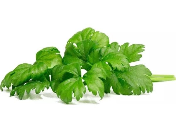 Click And Grow Click &amp; Grow siemenet Smart Potille - Selleri (SGR97X3) 3kpl.